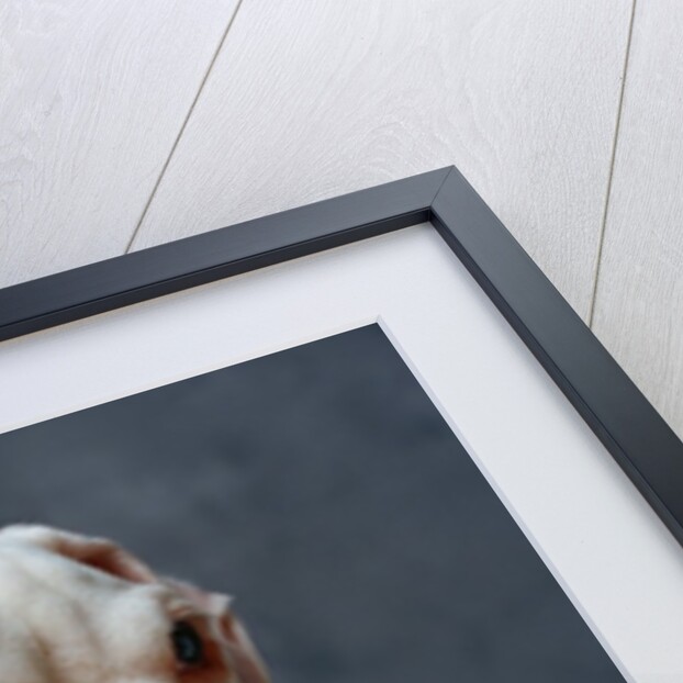 Dog Looking to Side by Anonymous