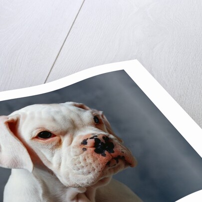 Dog Looking to Side by Anonymous