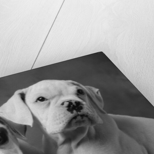 Two Dogs by Anonymous