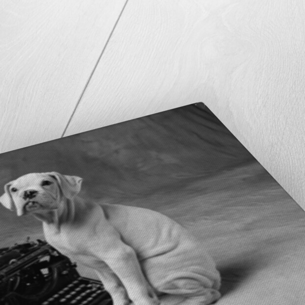 Dog Sitting at Typewriter by Anonymous