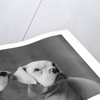 Dogs Sitting Together by Anonymous