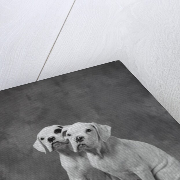 Two Dogs at Bench by Anonymous