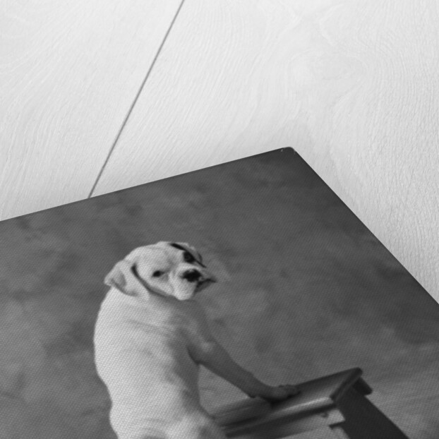 Dog Climbing on Bench by Anonymous