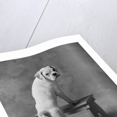 Dog Climbing on Bench by Anonymous