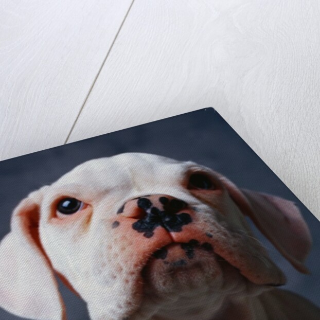 White Boxer Puppy by Anonymous