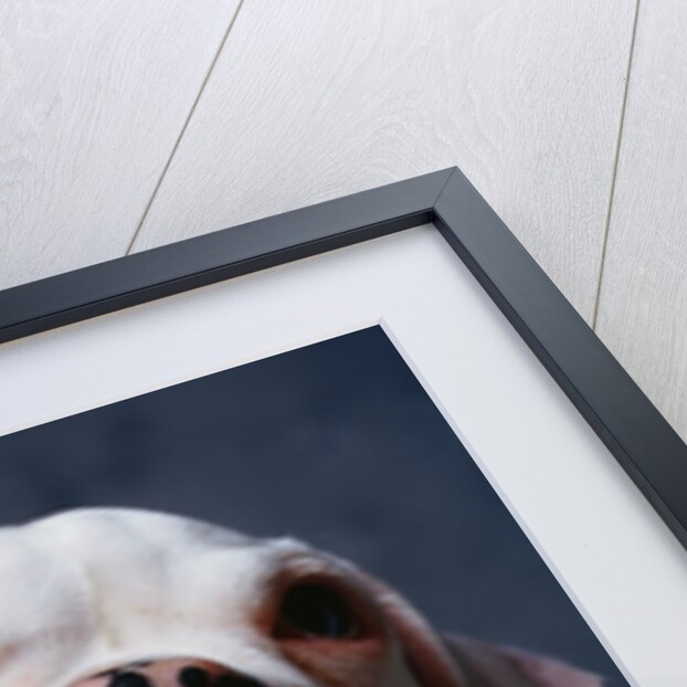 White Boxer Puppy by Anonymous