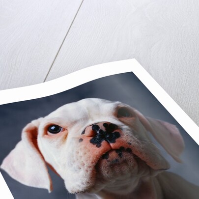 White Boxer Puppy by Anonymous