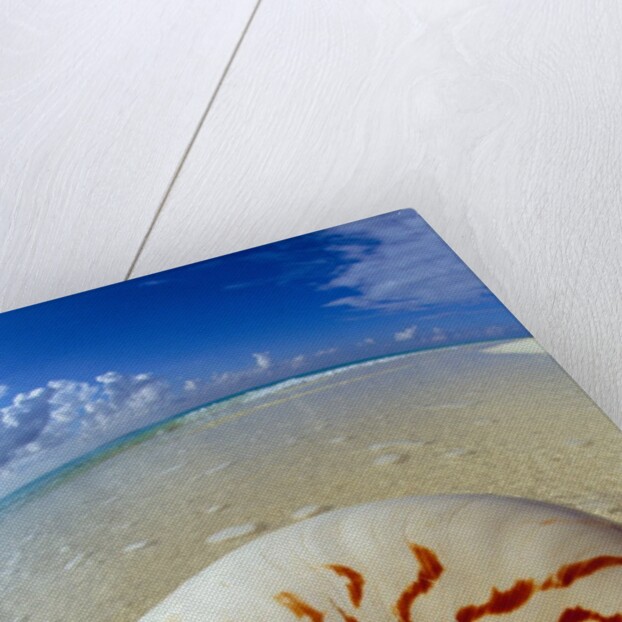 Seashell Sitting in Shallow Water by Anonymous