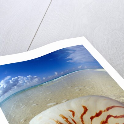 Seashell Sitting in Shallow Water by Anonymous