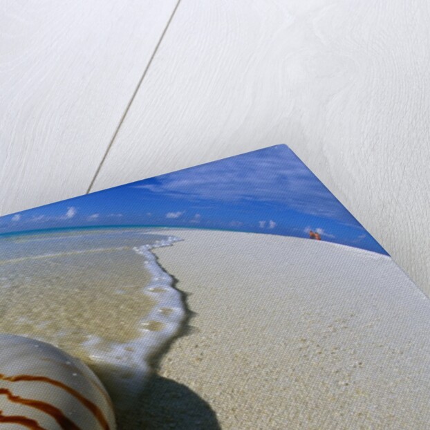 Seashell Resting on Shore by Anonymous
