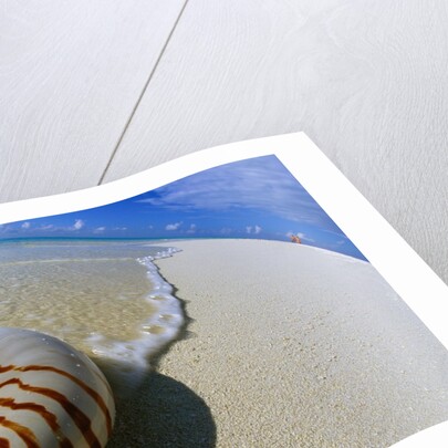Seashell Resting on Shore by Anonymous