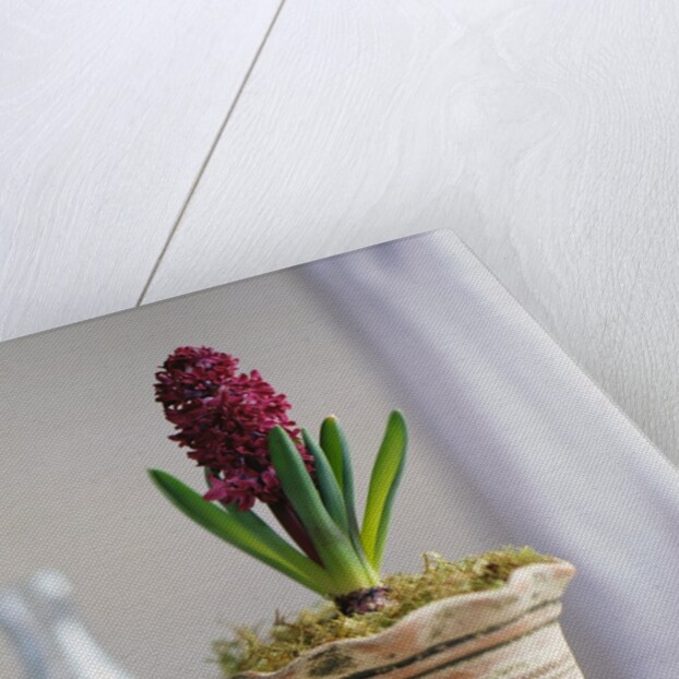 Purple Amaryllis in White Pot by Anonymous