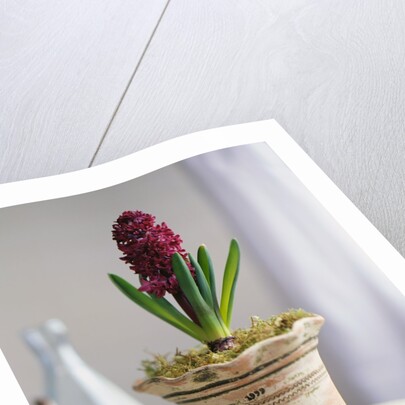 Purple Amaryllis in White Pot by Anonymous