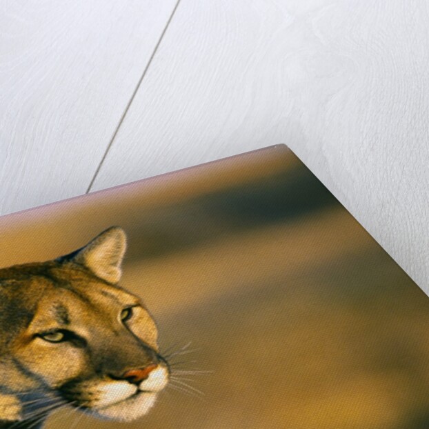 Mountain Lion by Anonymous