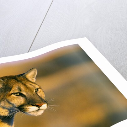 Mountain Lion by Anonymous