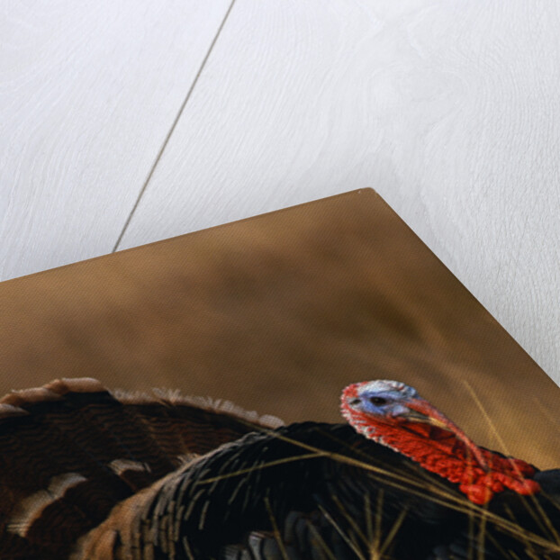 Turkey Showing Mating Display by Anonymous