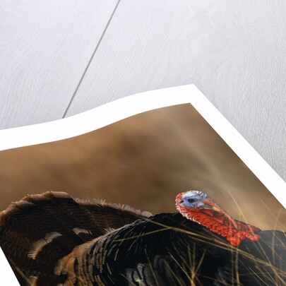 Turkey Showing Mating Display by Anonymous