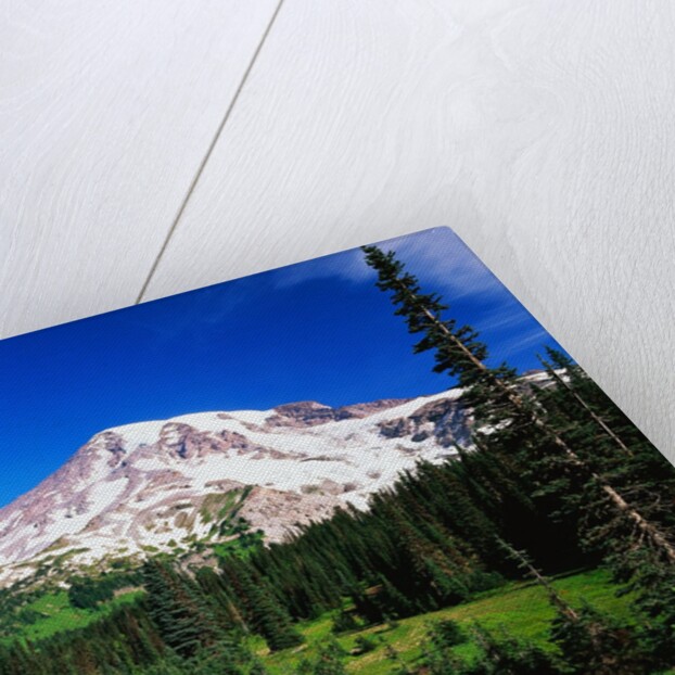 Mount Rainier Beyond Forest by Anonymous