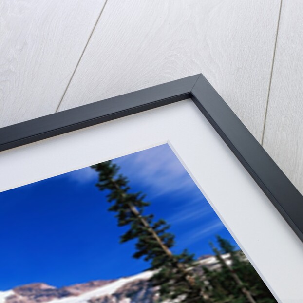 Mount Rainier Beyond Forest by Anonymous