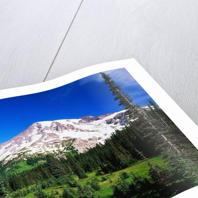 Mount Rainier Beyond Forest by Anonymous
