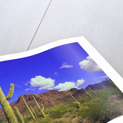 Forest of Cactus by Anonymous