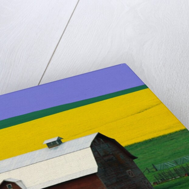 Rape Field and Barn by Anonymous