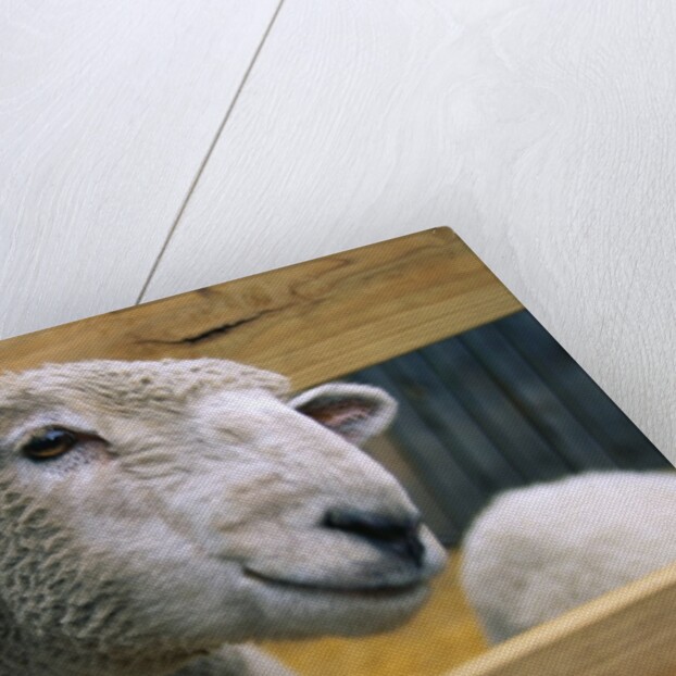 Sheep Poking Head Through Fence by Corbis