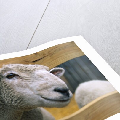 Sheep Poking Head Through Fence by Corbis