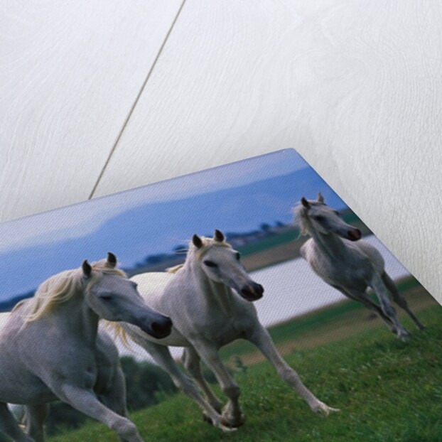 Arabian Horses Walking in Pasture by Anonymous