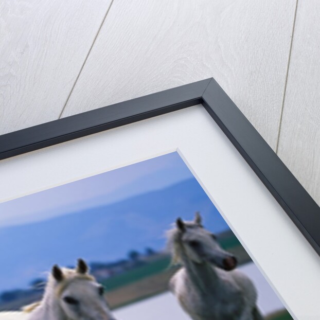 Arabian Horses Walking in Pasture by Anonymous