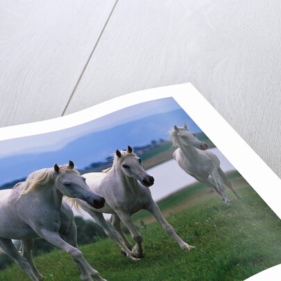 Arabian Horses Walking in Pasture by Anonymous