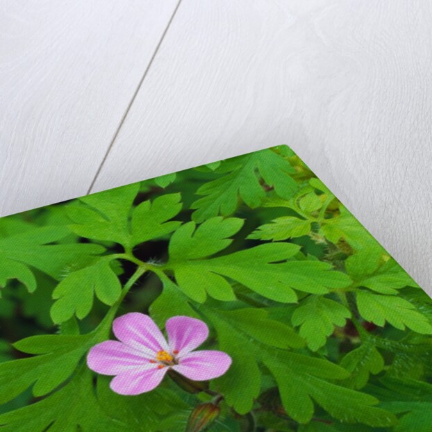 Pink Flower Blooming by Anonymous