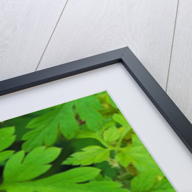 Pink Flower Blooming by Anonymous