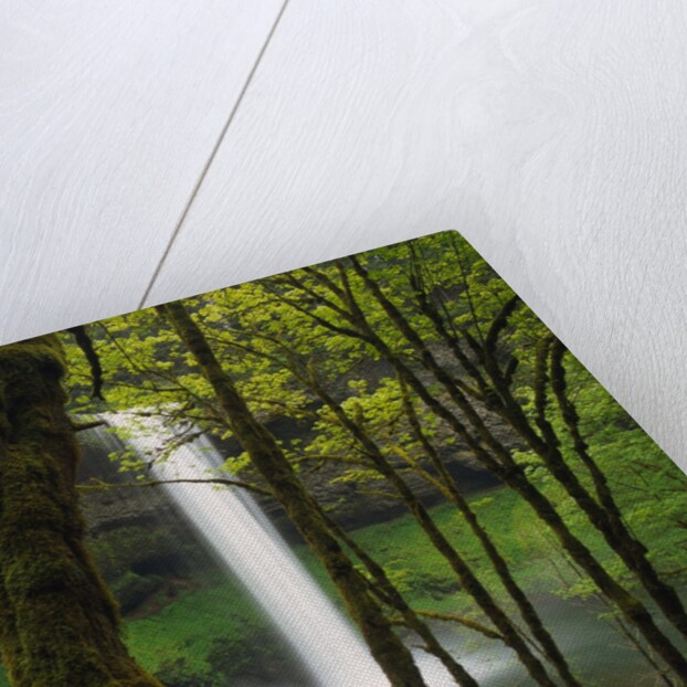 Waterfall Behind Trees by Anonymous
