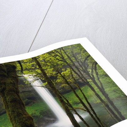 Waterfall Behind Trees by Anonymous