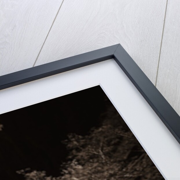 A Road in Zion National Park by Anonymous