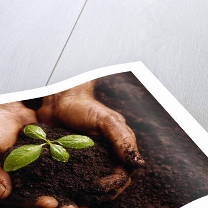 Hands Holding a Seedling and Soil by Anonymous