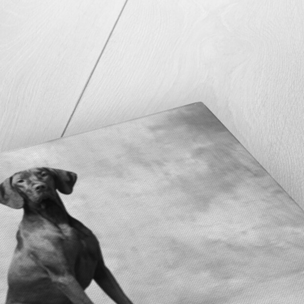 Sitting Dog by Anonymous