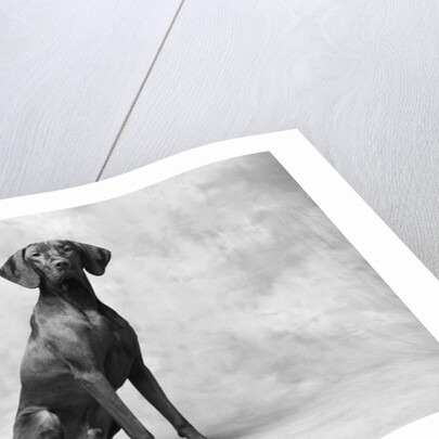 Sitting Dog by Anonymous