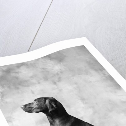 Sitting Dog by Anonymous