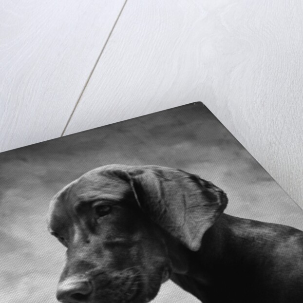 Solemn Dog by Anonymous