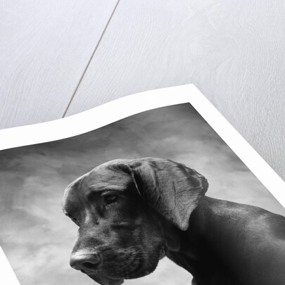 Solemn Dog by Anonymous