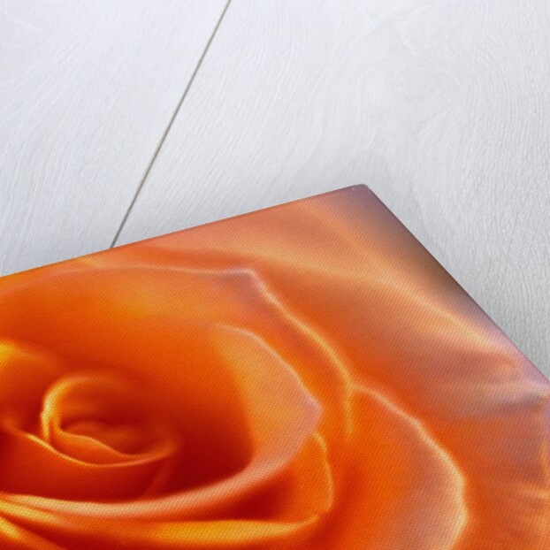 Peach Rose by Anonymous