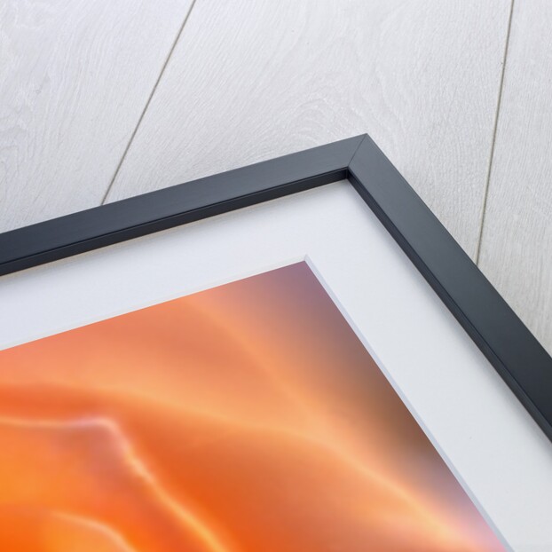 Peach Rose by Anonymous