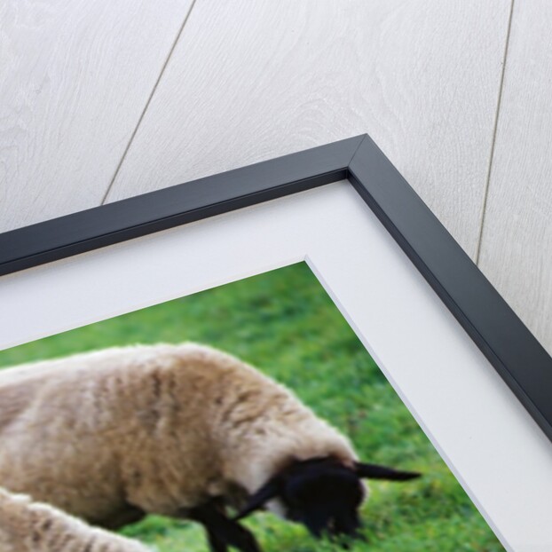 Sheep Grazing by Anonymous