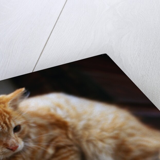 Cat Crouching on a Post by Anonymous