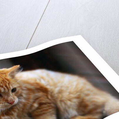 Cat Crouching on a Post by Anonymous