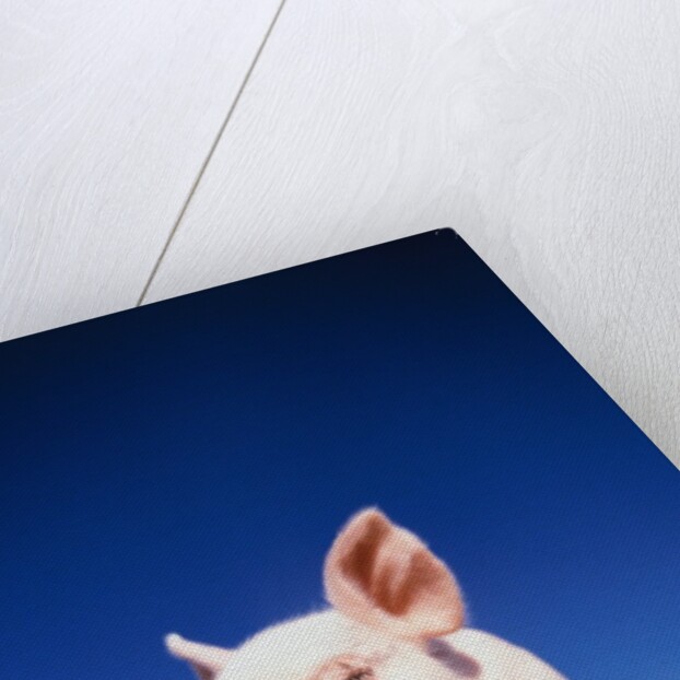 Piglet by Anonymous