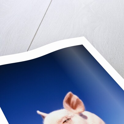 Piglet by Anonymous