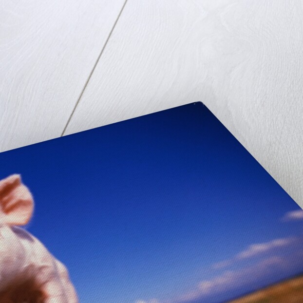 Piglet by Anonymous